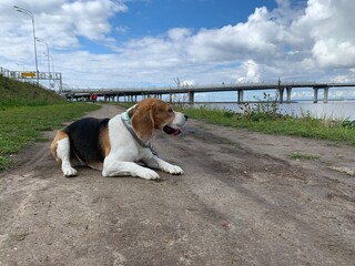 dog on the beach