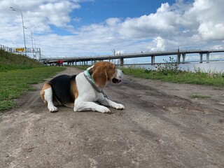 dog on the beach