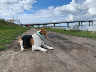 dog on the road