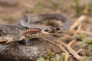 dead snake in the woods
dead animal in the nature
close of the snake
water snake non venom
closeup snake skeleton, death, animals, animal, reptile, reptiles, wild nature, wildlife, forest, garden park