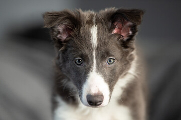 portrait of a border collie 