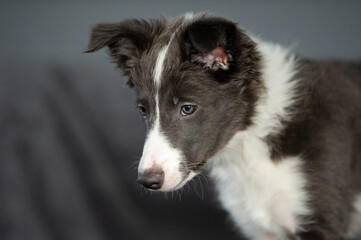 black and white dog portrait