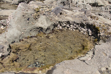 Close-up view of algae and shells in a rock pool at low tide.