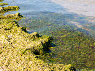 Rotting algae was thrown to the shore of the reservoir. Environmental pollution problem. Beach pollution. Eco Disaster.