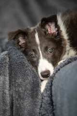 portrait of border collie puppy