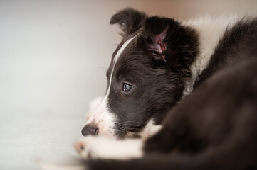 black and white border collie 