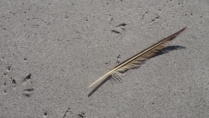 Feather on the beach