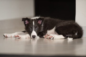 lying young border collie puppy