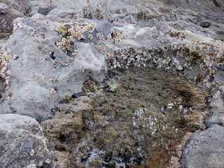 Close-up view of algae and shells in a rock pool at low tide.