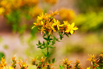 Hypericum flowers (Hypericum perforatum or St John's wort) on the meadow , selective focus on some...