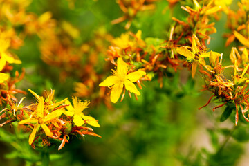 Hypericum flowers (Hypericum perforatum or St John's wort) on the meadow , selective focus on some...