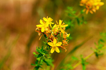 Hypericum flowers (Hypericum perforatum or St John's wort) on the meadow , selective focus on some flowers