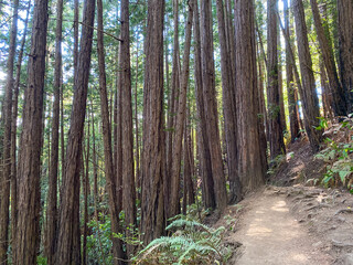 Fototapeta premium Looking up Redwood Trees, Muir Woods Ntional Monument, California