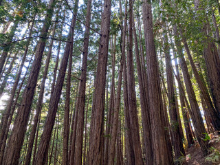 Looking up Redwood Trees, Muir Woods Ntional Monument, California