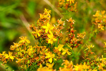 Hypericum flowers (Hypericum perforatum or St John's wort) on the meadow , selective focus on some...
