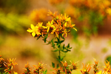 Hypericum flowers (Hypericum perforatum or St John's wort) on the meadow , selective focus on some...