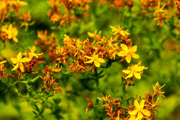 Hypericum flowers (Hypericum perforatum or St John's wort) on the meadow , selective focus on some...