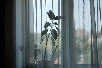 Fototapeta na wymiar houseplant growing on the windowsill behind the transparent curtains