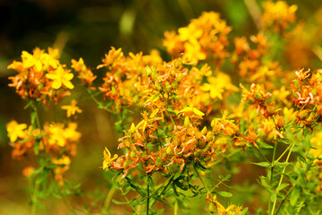 Hypericum flowers (Hypericum perforatum or St John's wort) on the meadow , selective focus on some flowers