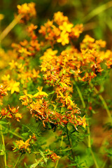 Hypericum flowers (Hypericum perforatum or St John's wort) on the meadow , selective focus on some flowers