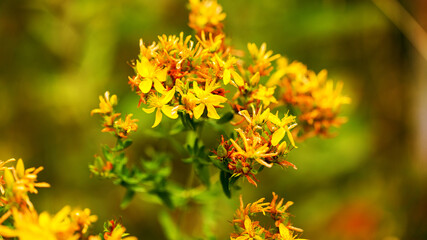 Hypericum flowers (Hypericum perforatum or St John's wort) on the meadow , selective focus on some flowers