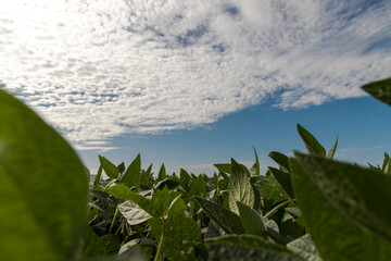 Soybean plantation on the farm. Soybean plantation on the farm