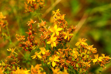Hypericum flowers (Hypericum perforatum or St John's wort) on the meadow , selective focus on some...