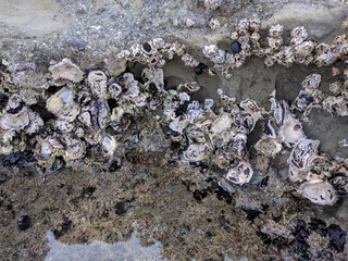 The view of algae and shells in a rock pool at low tide.