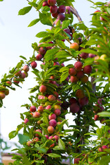 Red plum fruits on branch with green leaves growing in the garden. Plum. Plum on branch. Plum ripe