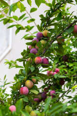 Red plum fruits on branch with green leaves growing in the garden. Plum. Plum on branch. Plum ripe