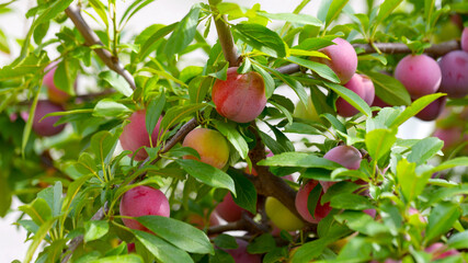 Red plum fruits on branch with green leaves growing in the garden. Plum. Plum on branch. Plum ripe