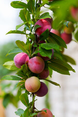 Red plum fruits on branch with green leaves growing in the garden. Plum. Plum on branch. Plum ripe