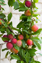 Red plum fruits on branch with green leaves growing in the garden. Plum. Plum on branch. Plum ripe