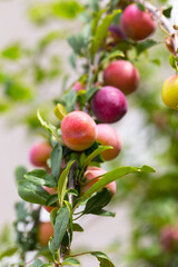 Red plum fruits on branch with green leaves growing in the garden. Plum. Plum on branch. Plum ripe