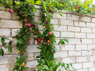 Naklejka premium Red plum fruits on branch with green leaves growing in the garden. Plum. Plum on branch. Plum ripe