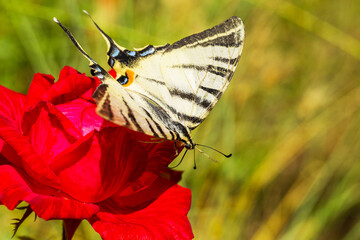 Beautiful butterfly Papilio Machaon on bright red flower. Summer natural background. Beautiful...