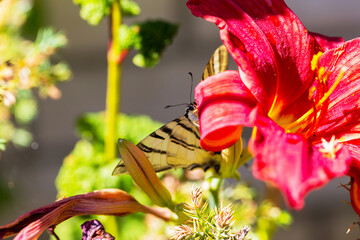 Beautiful butterfly Papilio Machaon on bright red flower. Summer natural background. Beautiful...