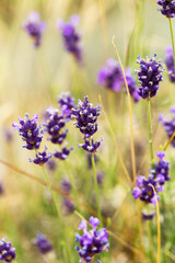 Lavender bushes closeup, selective focus on some flowers. Lavender in the garden, soft light effect. Violet bushes at the center of picture.