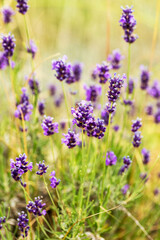 Lavender bushes closeup, selective focus on some flowers. Lavender in the garden, soft light effect. Violet bushes at the center of picture.