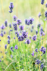 Lavender bushes closeup, selective focus on some flowers. Lavender in the garden, soft light effect. Violet bushes at the center of picture.