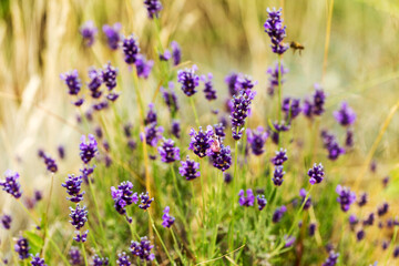 Lavender bushes closeup, selective focus on some flowers. Lavender in the garden, soft light effect. Violet bushes at the center of picture.