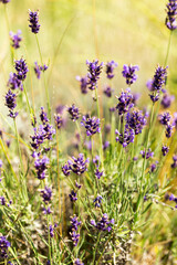 Lavender bushes closeup, selective focus on some flowers. Lavender in the garden, soft light effect. Violet bushes at the center of picture.