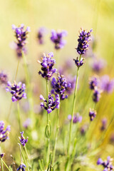 Obraz premium Lavender bushes closeup, selective focus on some flowers. Lavender in the garden, soft light effect. Violet bushes at the center of picture.