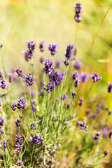 Lavender bushes closeup, selective focus on some flowers. Lavender in the garden, soft light effect. Violet bushes at the center of picture.
