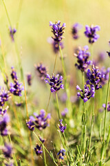 Lavender bushes closeup, selective focus on some flowers. Lavender in the garden, soft light effect. Violet bushes at the center of picture.