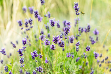 Lavender flowers at sunlight in a soft focus, pastel colors and blur background. Violet bushes at the center of picture. Lavender in the garden, soft light effect.