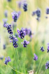 Obraz premium Lavender flowers at sunlight in a soft focus, pastel colors and blur background. Violet bushes at the center of picture. Lavender in the garden, soft light effect.