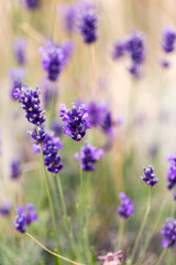 Lavender flowers at sunlight in a soft focus, pastel colors and blur background. Violet bushes at the center of picture. Lavender in the garden, soft light effect.