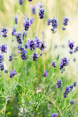 Lavender flowers at sunlight in a soft focus, pastel colors and blur background. Violet bushes at the center of picture. Lavender in the garden, soft light effect.