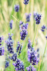 Lavender flowers at sunlight in a soft focus, pastel colors and blur background. Violet bushes at the center of picture. Lavender in the garden, soft light effect.